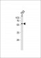 ZNF76 Antibody (C-term)