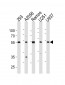 AP20468b-CDCA7L-Antibody-C-term