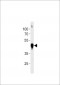 DANRE actba Antibody (Center)