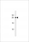 DANRE ywhag1 Antibody (Center)