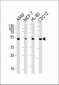 AVPR1A Antibody (C-term)