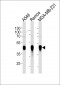 HLA-G Antibody