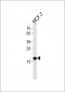 AM2209b-NME1-Antibody