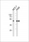 AM2214b-CCRK-Antibody-N-term