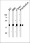 ALDOC Antibody (C-term)(Ascites)