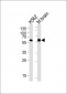 BAIAP2 Antibody (C-term)