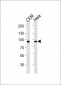 STAT1 Antibody