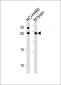 RAB3C Antibody (Center)