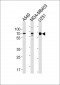 GRB10 Antibody (N-term)