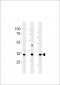 AP20491b-RAT-Cgref1-Antibody-C-term