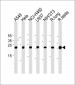 R Cebpd Antibody (Center)