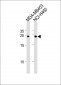 AP20499c-BCAP31-Antibody-Center