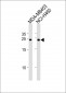 BCAP31 Antibody (Center)