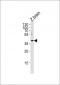 DANRE hey2 Antibody (C-term)