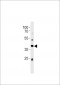 M Abi3 Antibody (C-term)