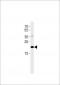 C2orf74 Antibody (C-term)