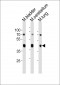 M Cckar Antibody (C-term)