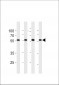 NPIPL2 Antibody (C-term)