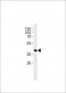 M Sh2d5 Antibody (Center)