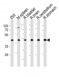 R Ccdc89 Antibody (Center)