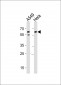 CD46 Antibody (Center Y354)