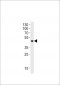 OR51E1 Antibody (C-term)