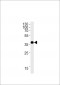 OR1L3 Antibody (C-term)