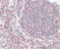 VAMP8 Antibody (N-term)