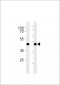 M Gpr68 Antibody (Center)