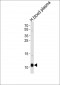 APOA2 Antibody (Center)