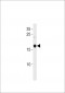 DANRE selm Antibody (C-term)