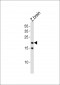 DANRE tcf21 Antibody (N-term)