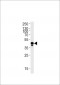 DANRE efnb2a Antibody (Center)