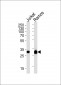 CASP3 Antibody