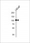 MME Antibody (Center)