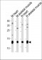 Mouse PLM Antibody (N-term)