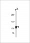 CD19 Antibody (N-term)