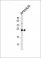 CD3G Antibody (N-term)