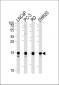 TCEAL1 Antibody (N-term)