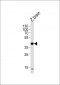 EIF3E Antibody(Center)