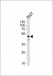YBX1 Antibody (Center)