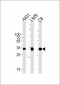 CCND1 Antibody (C-term T286)