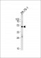 AGTR1 Antibody (C-term Y319)