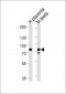 SEMA7A Antibody (N-term)