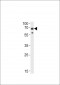 Ubiquilin1 Antibody (Center)