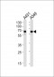 STIP1 Antibody (Center)