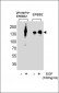 Phospho-ErbB2(Y1248) Antibody