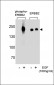 Phospho-ErbB2(Y1248) Antibody