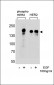Phospho-HER2(Y1112) Antibody