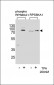 Phospho-RPS6KA1(T359) Antibody